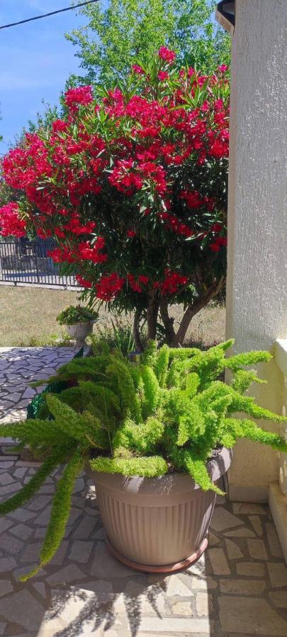 Villa Kadinela, 200M From Kamenjak, Huge Quiet Garden With Barbecue, 2 New Kitchens プレマントゥーラ エクステリア 写真
